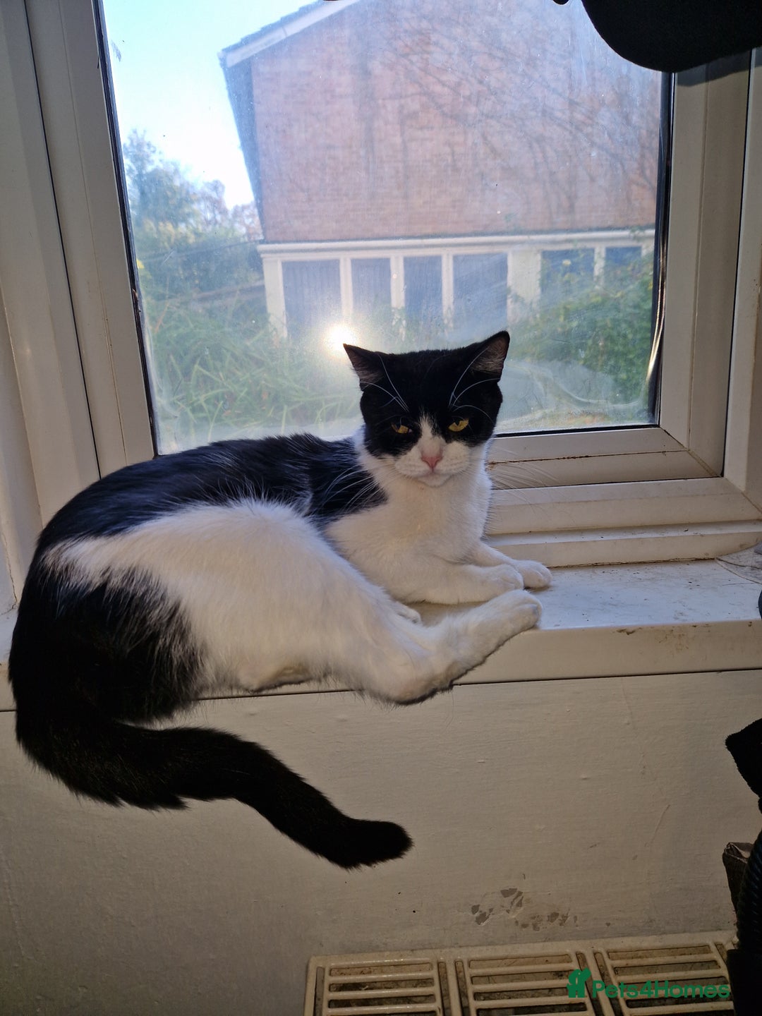 Mixed Breed cats for sale: Kittens - Image 2