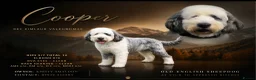 Old English Sheepdog dogs for sale: Fully health tested RKC Old English Sheepdog  - Advert 2