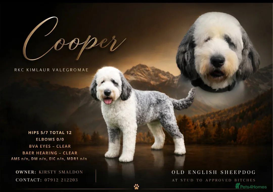 Old English Sheepdog dogs for sale: Fully health tested RKC Old English Sheepdog  - Advert 2