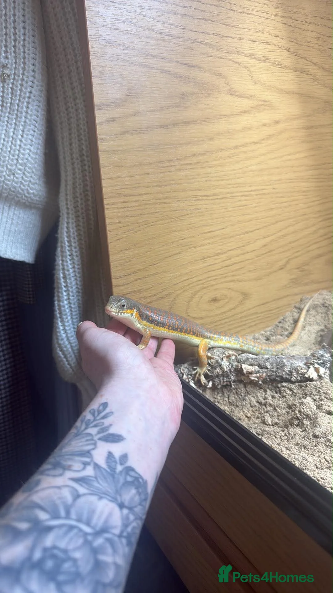 Skink reptiles for sale: Berber Skink with Set Up - Advert 2