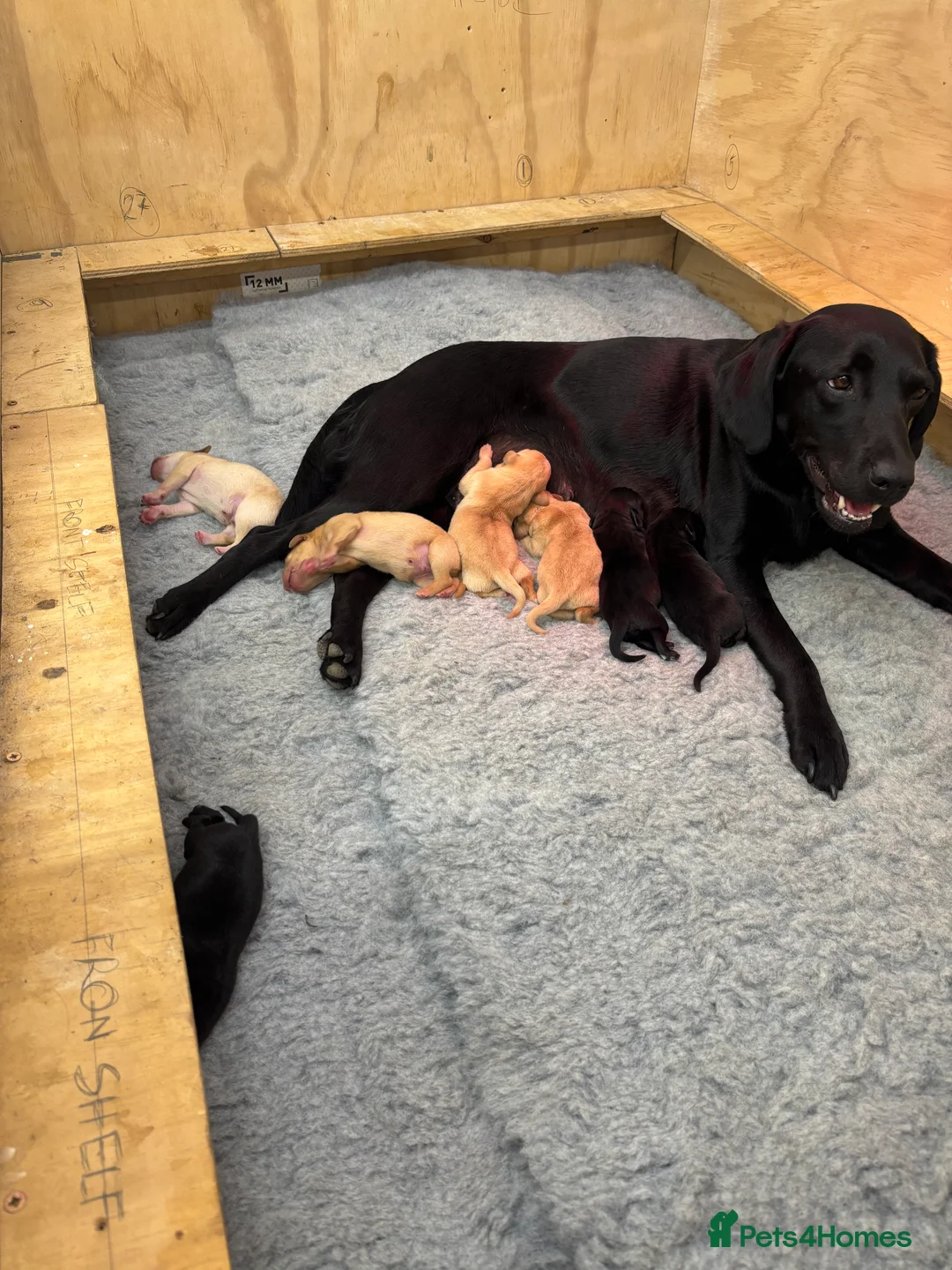 Labrador Retriever dogs for sale: 6 Labrador retrievers black and yellow - Advert 1