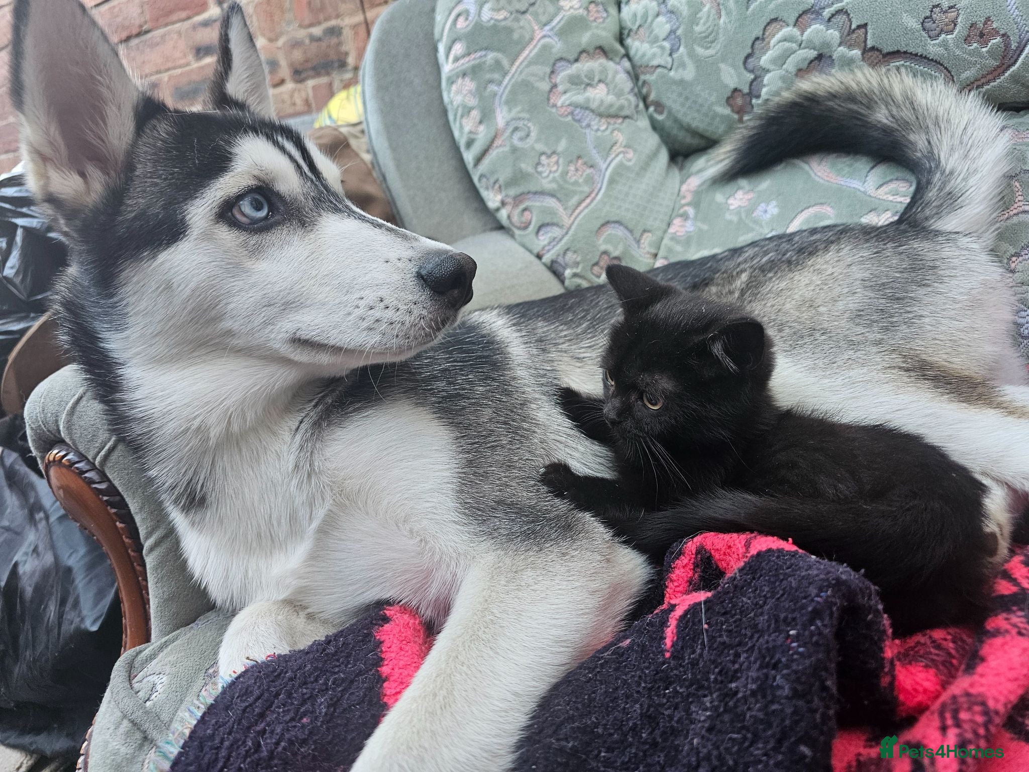 Mixed Breed cats Sweet kittens for sale 50£ - Advert 1