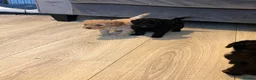 Toy Poodle dogs for sale: extensively health tested Stunning toy poodles  - Advert 9