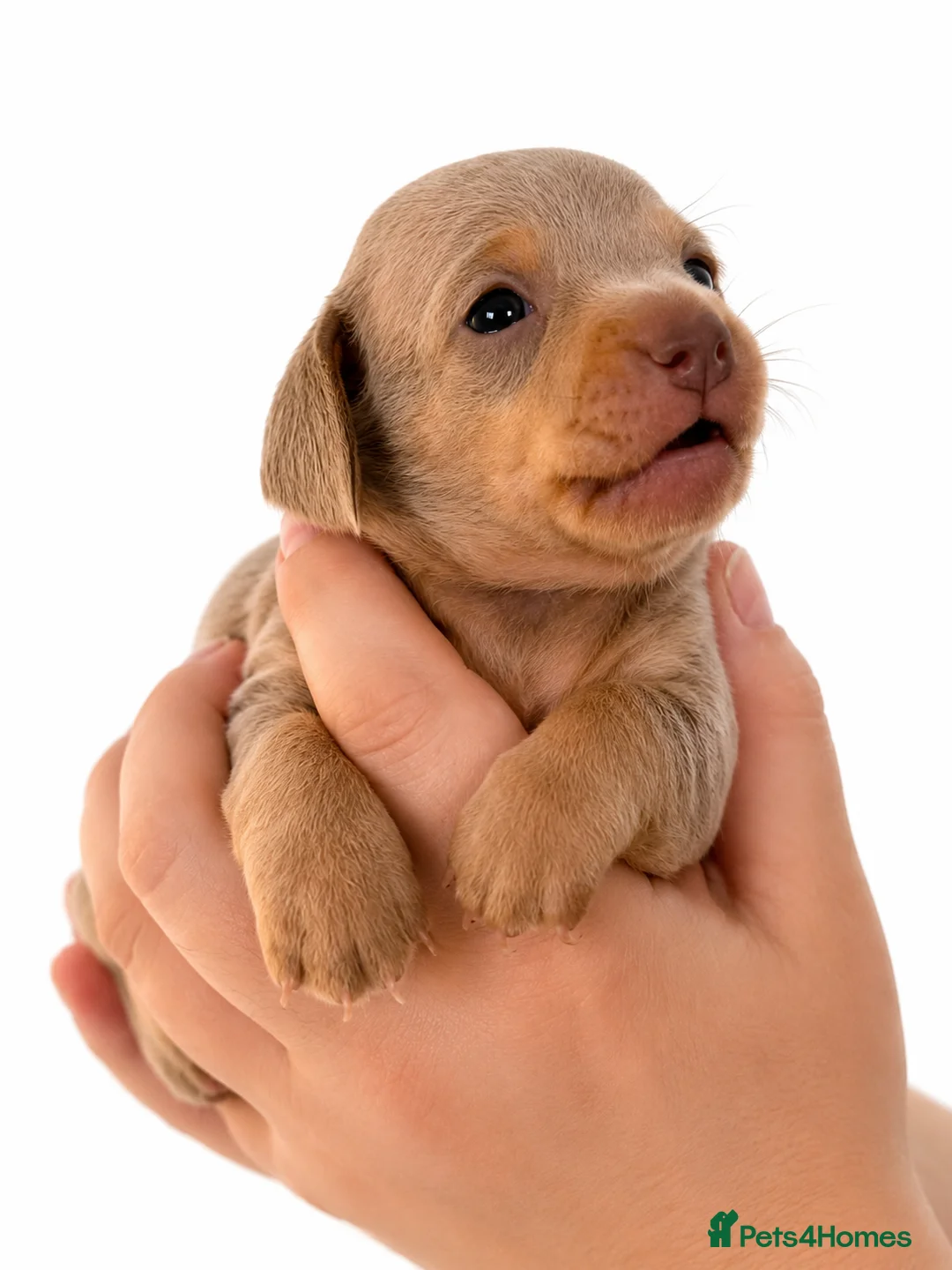 Chiweenie dogs for sale: 🐾 Beautiful Chiweenie puppies ready 04/09 - Advert 2