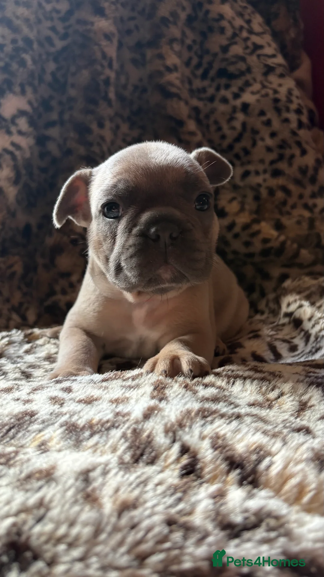 French Bulldog dogs for sale: French bull dog puppies - Advert 14
