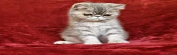 Exotic cats for sale: Stunning exotic/persian kittens - Advert 8