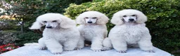 Standard Poodle dogs for sale: Outstanding Standard Poodle Puppies - Advert 3
