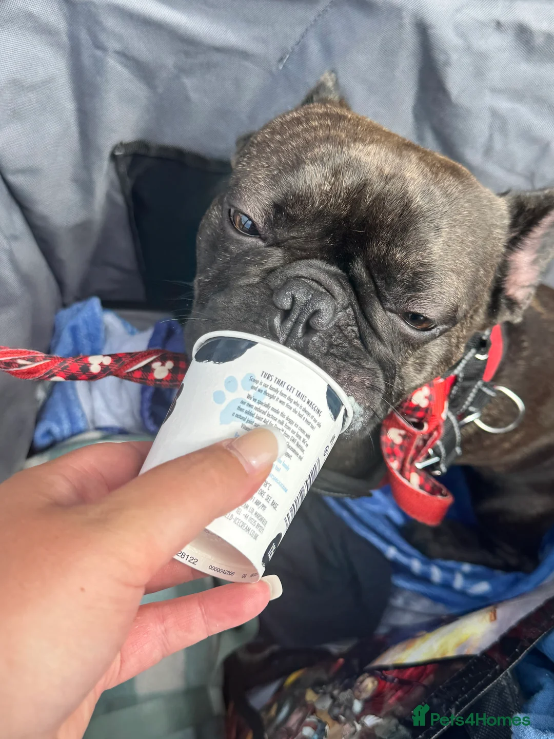 French Bulldog dogs for sale: 2 year old French Bulldog - Advert 3