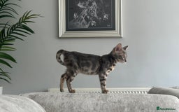Bengal cats for sale: Adorable Female Blue Bengal Kitten TICA REG - Image 14