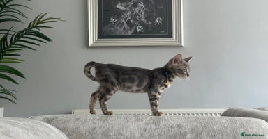 Bengal cats - Advert 13