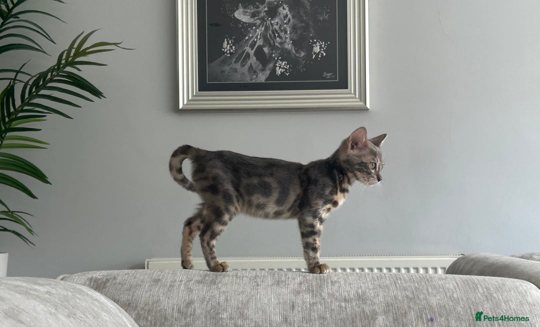 Bengal cats for sale: Adorable Female Blue Bengal Kitten TICA REG - Image 14