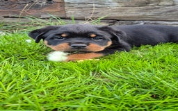Rottweiler dogs for sale: Rottweiler puppies - Image 1