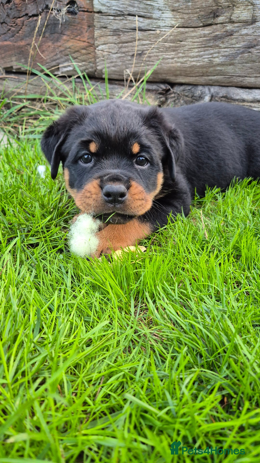 Rottweiler dogs for sale: Rottweiler puppies - Image 1