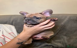 French Bulldog dogs for sale: French bulldog pups  - Image 3