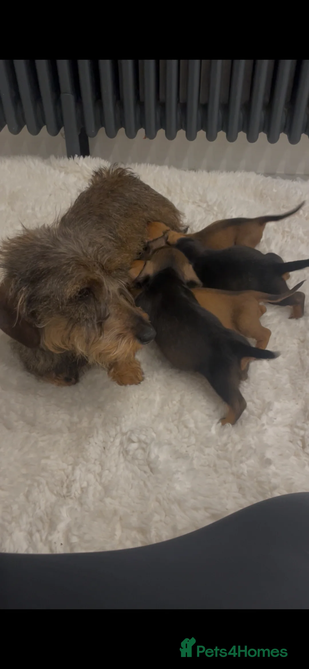 Miniature Dachshund dogs for sale: Health Clear wire hair mini dachshund puppies  - Advert 2