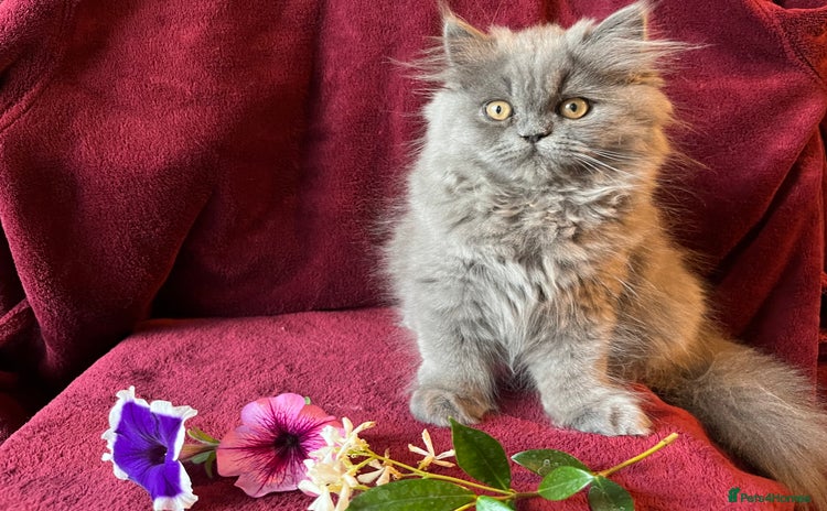 Persian cats - Advert 5
