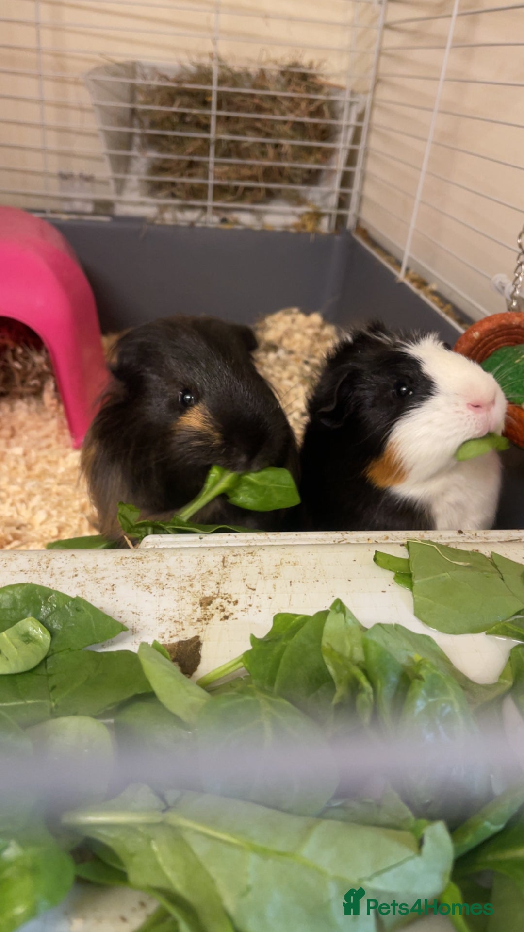 Guinea Pig rodents for sale: 2 beautiful male guinea pigs - Advert 1