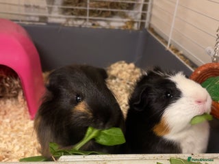 Guinea Pig rodents 2 beautiful male guinea pigs - Advert 1