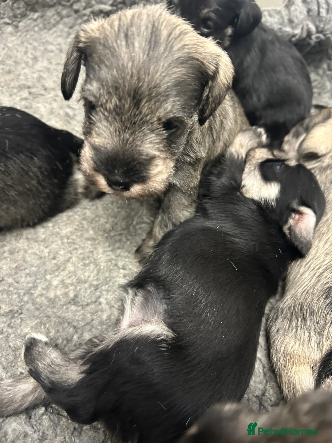 Miniature Schnauzer dogs for sale: Mini Schnauzer  - Advert 6