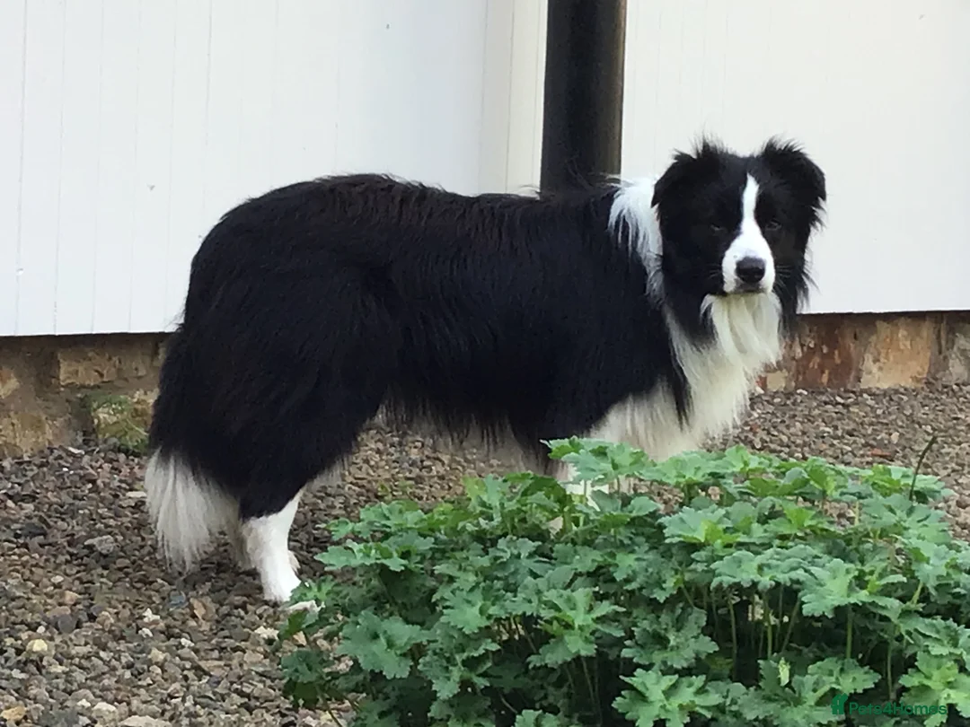 Border Collie dogs for stud: For stud. KC reg and proven.  in Brierley Hill - Advert 9