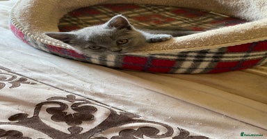 British Shorthair cats - Advert 16