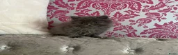 British Longhair cats for sale: Stunning blue British longhair kittens - Advert 5