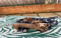 Dachshund dogs for sale: Dachshund puppies for sale 2x girls 1x boy - Image 1