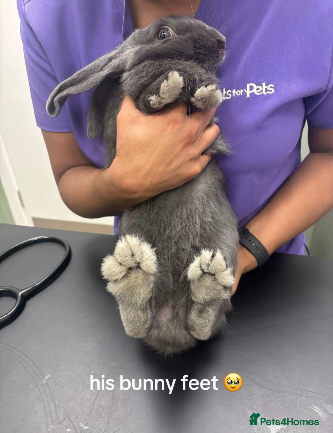 Mixed Breed rabbits for sale: Neutered male rabbit 7 months old needs rehoming! - Image 2