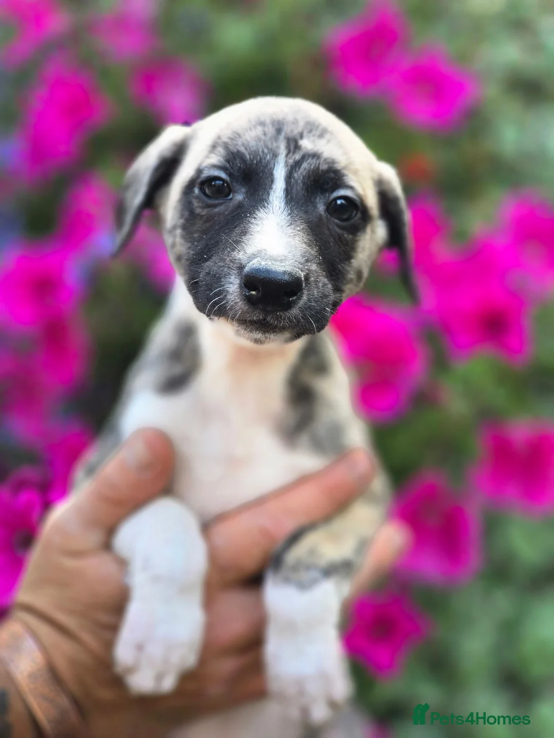 Mixed Breed dogs for sale: 3/4 whippet 1/4 border collie - Advert 2