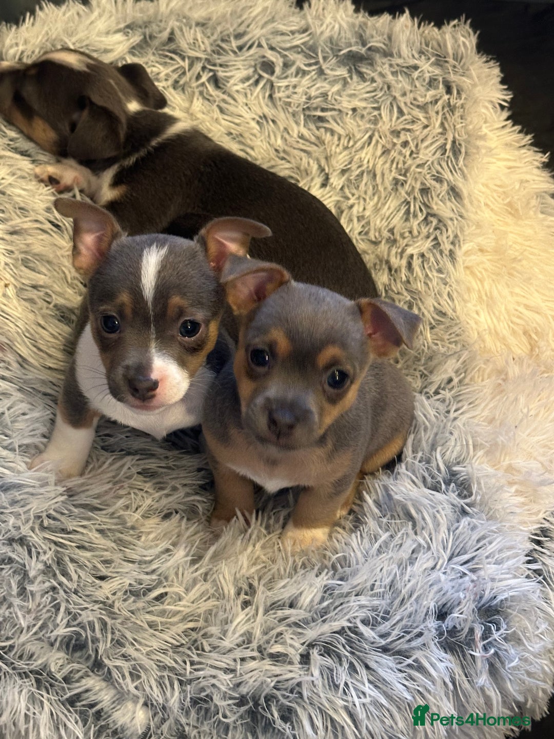 Jack Russell dogs for sale: Miniature miniature Jack Russel Puppies - Advert 8