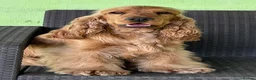 Cocker Spaniel dogs for sale: Two years old excellent show stud dog  - Advert 11