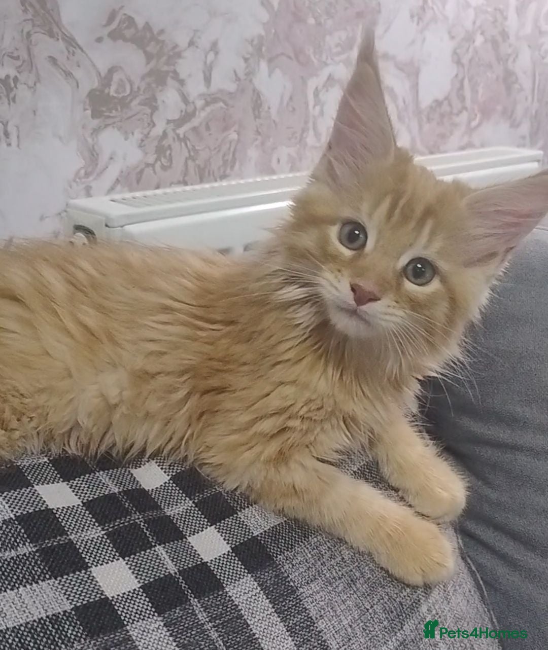 Maine Coon cats 4 Cuddly Maine Coon Kittens Rare Ginger Tabby Girl - Advert 16