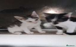 Mixed Breed cats for sale: Beautiful mixed kittens with mixed ages! - Image 5