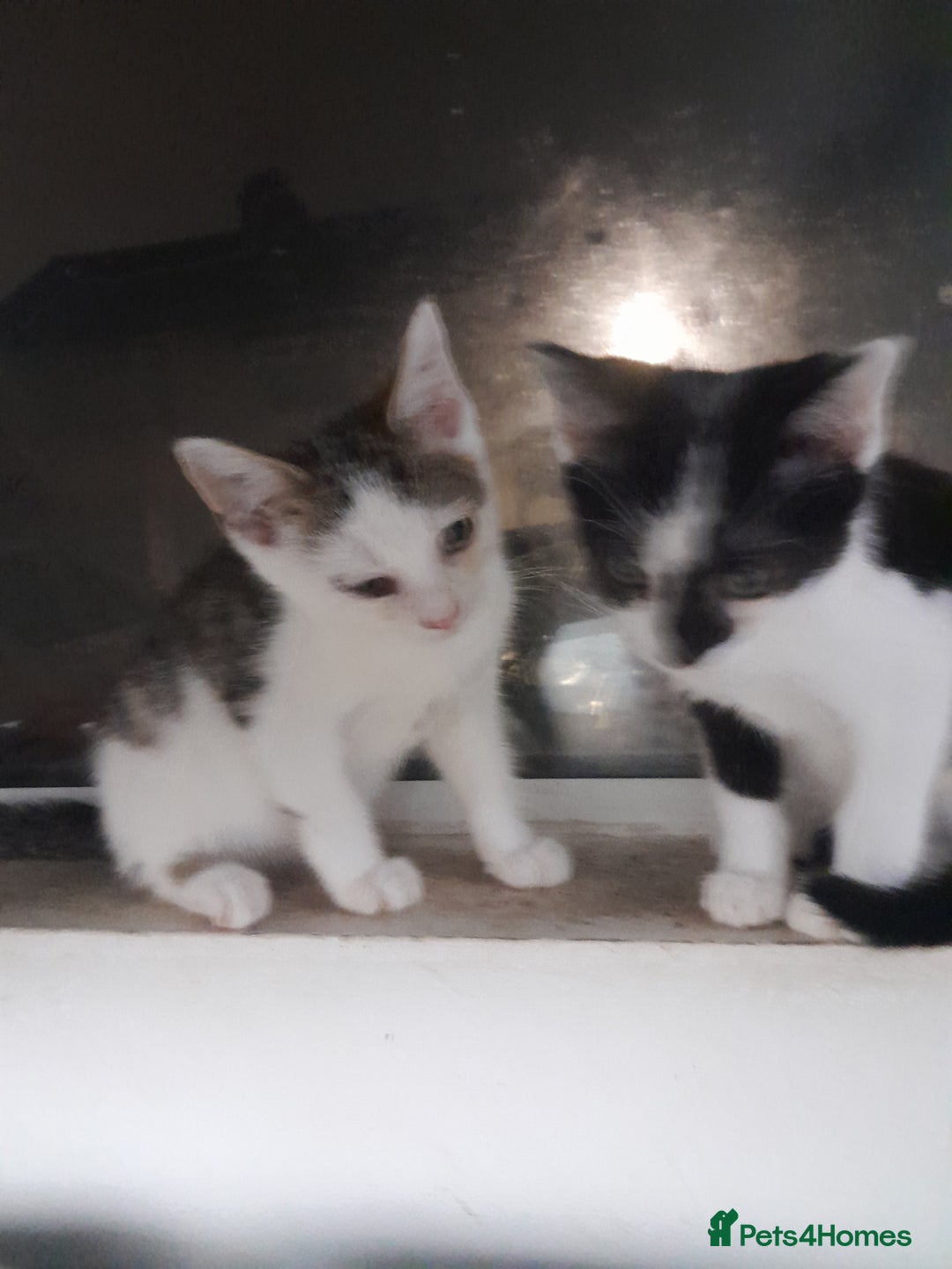 Mixed Breed cats for sale: Beautiful mixed kittens with mixed ages! - Image 5
