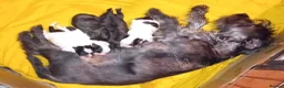 Shihpoo dogs for sale: The tiniest puppies available READY NOW  - Advert 14
