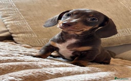 Dachshund dogs for sale: Kc puppy’s available now  - Image 1