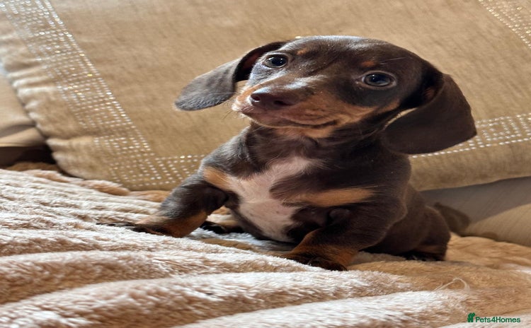 Dachshund dogs - Advert 2