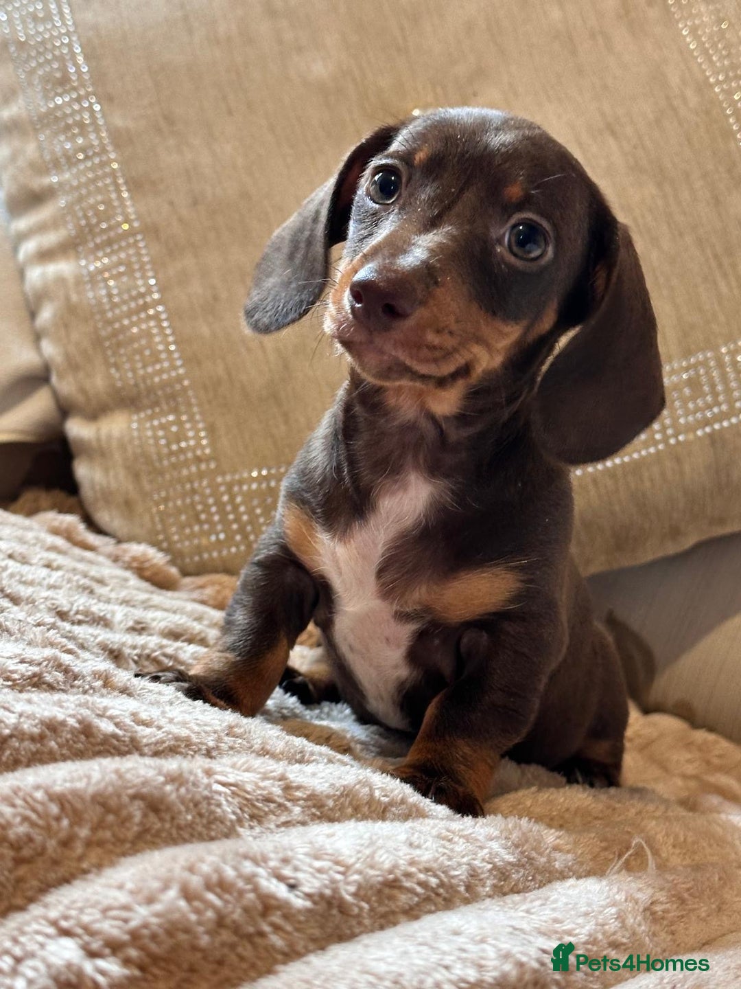 Dachshund dogs for sale: Kc puppy’s available now  - Image 1