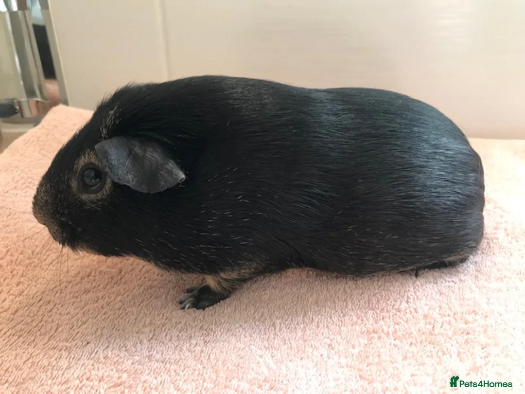 Guinea Pig rodents for sale: Otter Sow, Otter Boar and Pair of Pigs - Advert 3