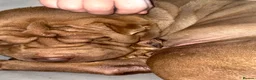Shar Pei dogs for sale: Shar pei bear coat puppy’s  - Advert 2