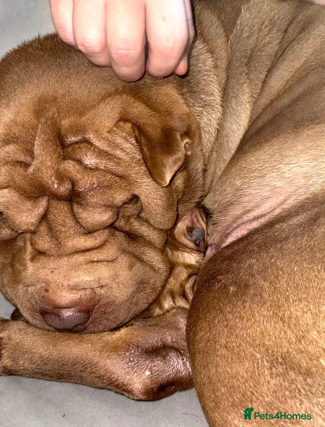 Shar Pei dogs for sale: Shar pei bear coat puppy’s  - Advert 2