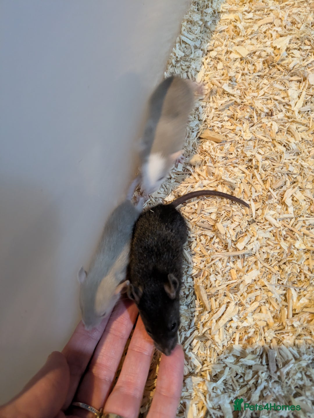 Rat rodents for sale: Rats for sale - Advert 2