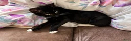 Mixed Breed cats for sale: Spartan - Stunning Kitten (Female) - Advert 1