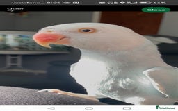 Parrots birds for sale: Ringneck  - Image 2