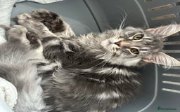 Maine Coon cats for sale: Maine coon kitten  - Image 4
