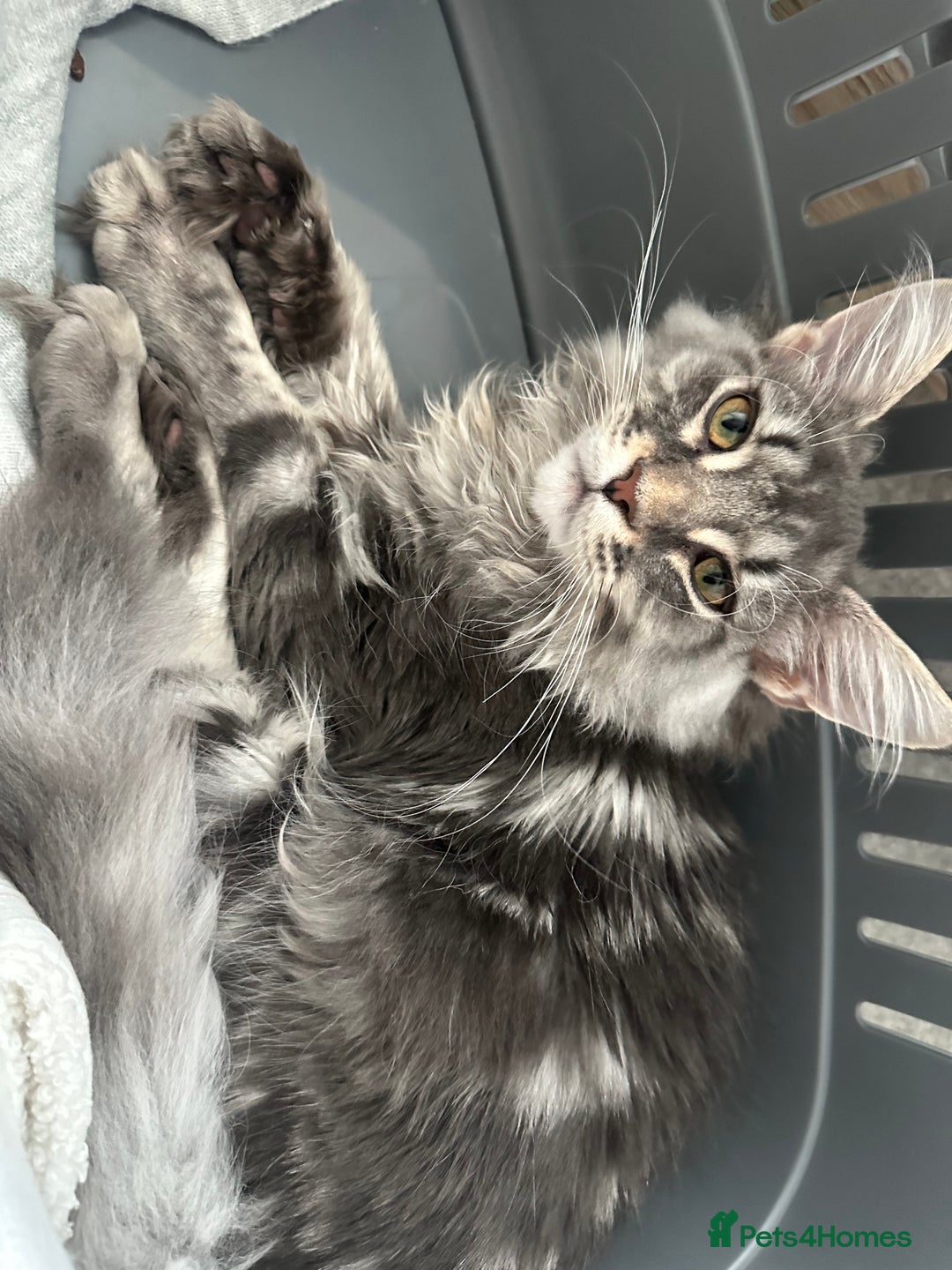 Maine Coon cats for sale: Maine coon kitten  - Image 4