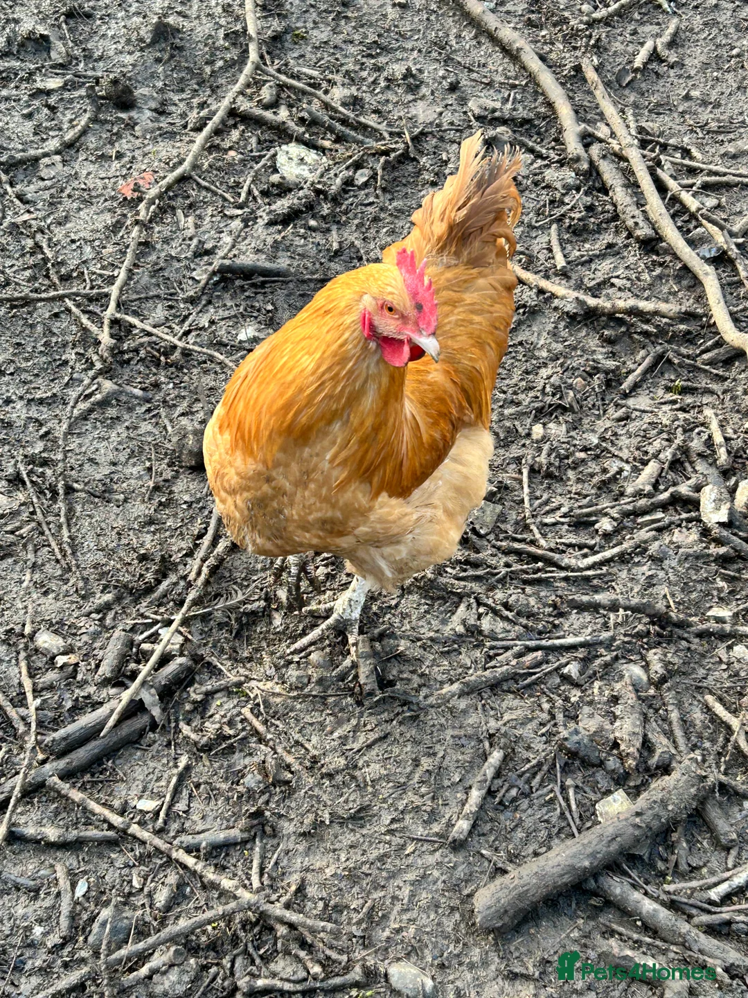 Chickens poultry for sale: Buff Orpington Cockerel  - Advert 6