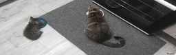 British Shorthair cats for sale: beautiful tabby kitten - Advert 4