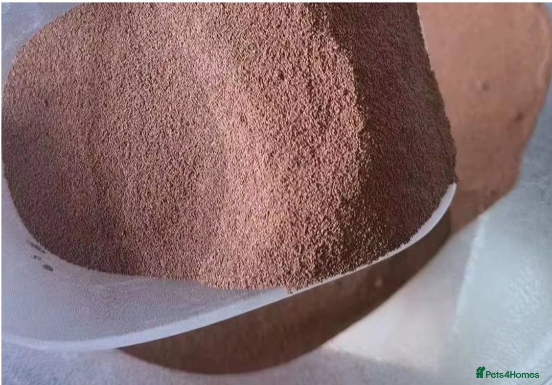 Bettas fish for sale: 425 gr Artemia Cysts Brine Shrimp Egg  - Image 3