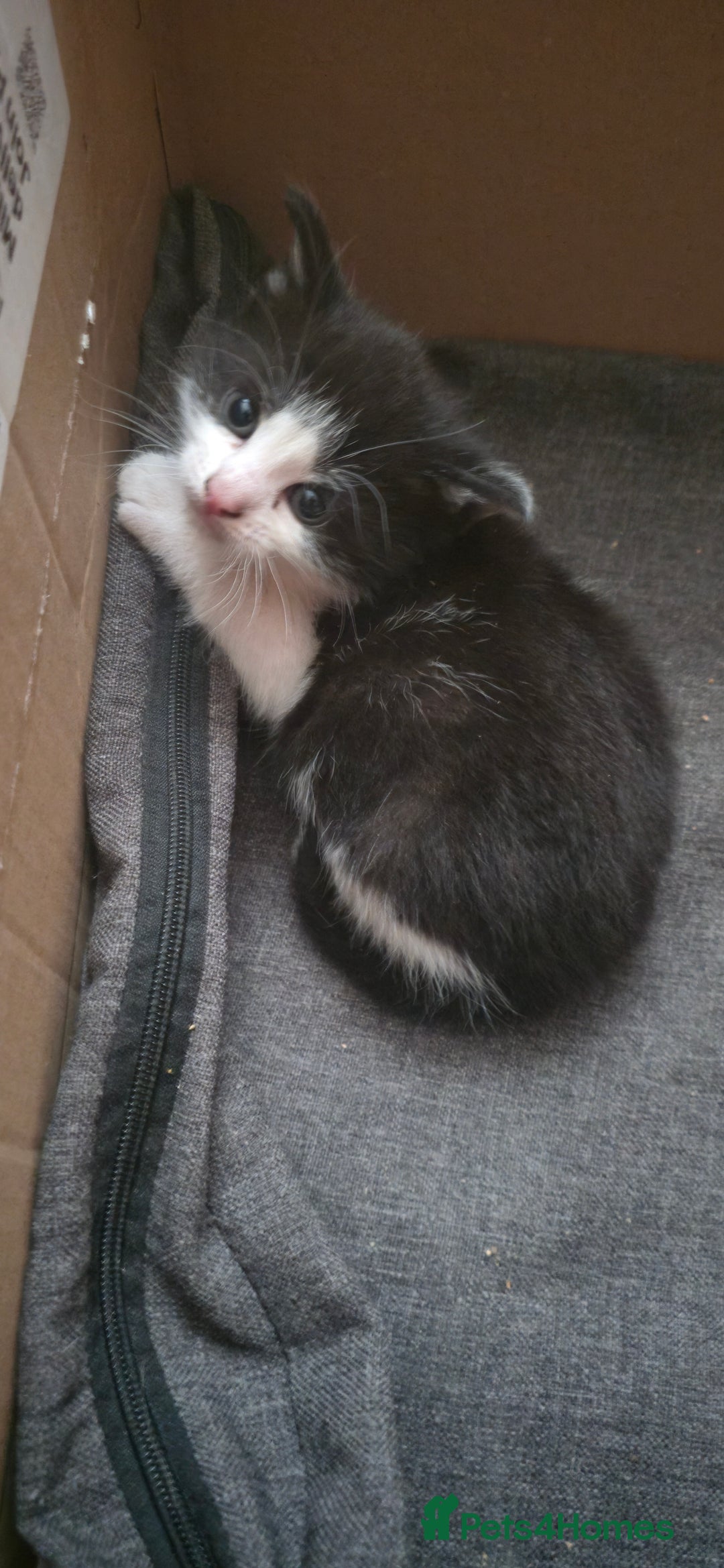 Mixed Breed cats for sale: 4 beautiful kittens ready for 3rd of October - Image 3